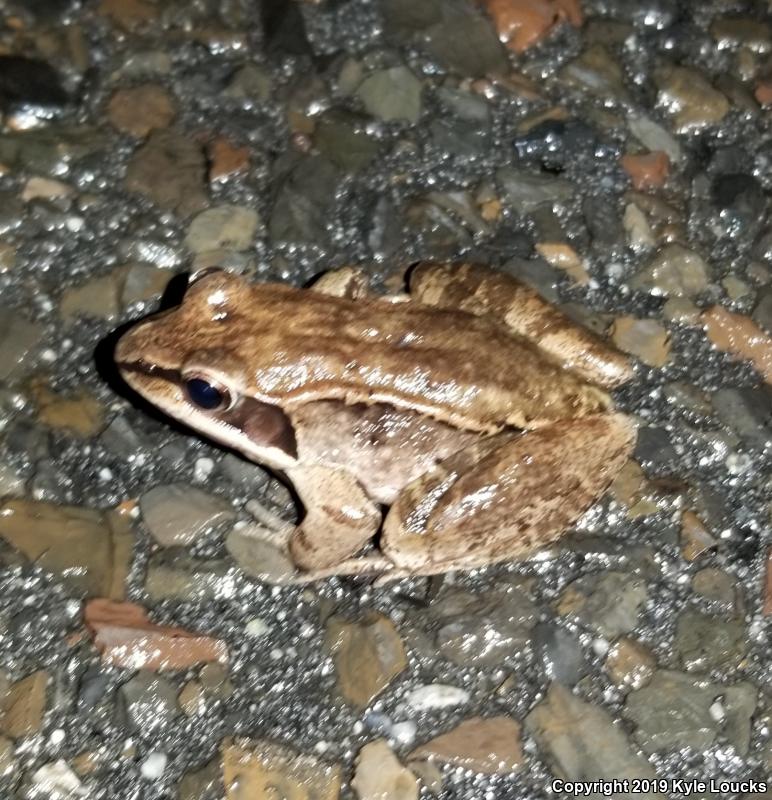 Wood Frog (Lithobates sylvaticus)