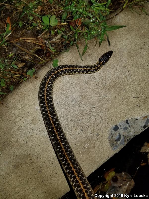 Eastern Gartersnake (Thamnophis sirtalis sirtalis)