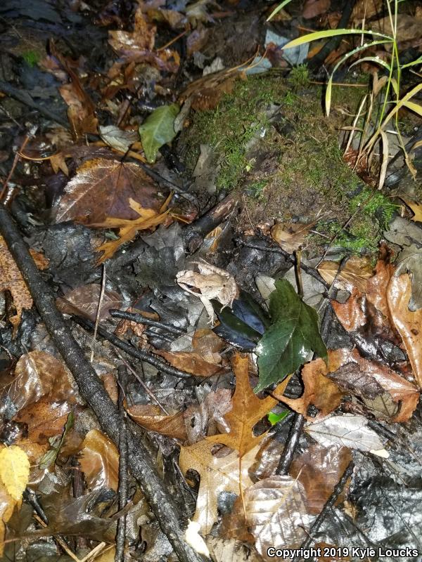 Wood Frog (Lithobates sylvaticus)