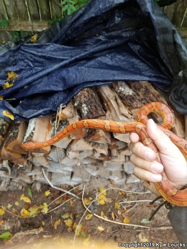 Red Cornsnake (Pantherophis guttatus)