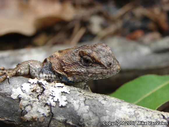 Eastern Fence Lizard (Sceloporus undulatus)