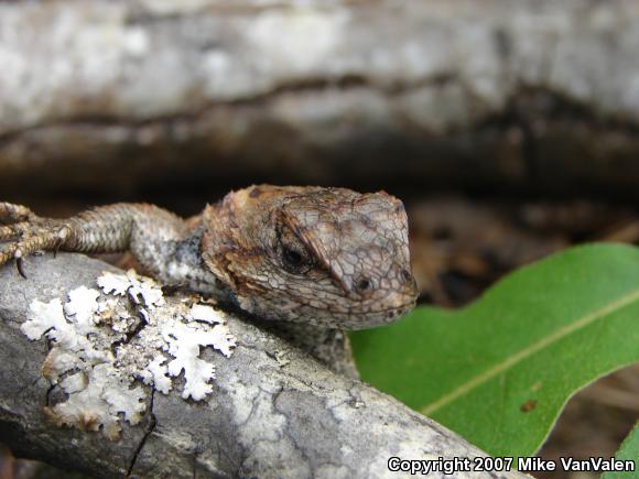 Eastern Fence Lizard (Sceloporus undulatus)