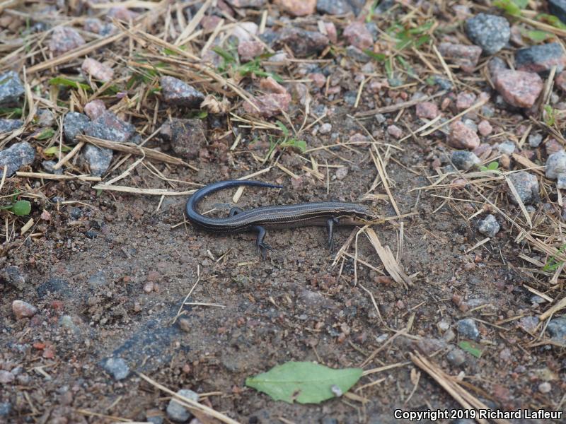 Northern Prairie Skink (Plestiodon septentrionalis)