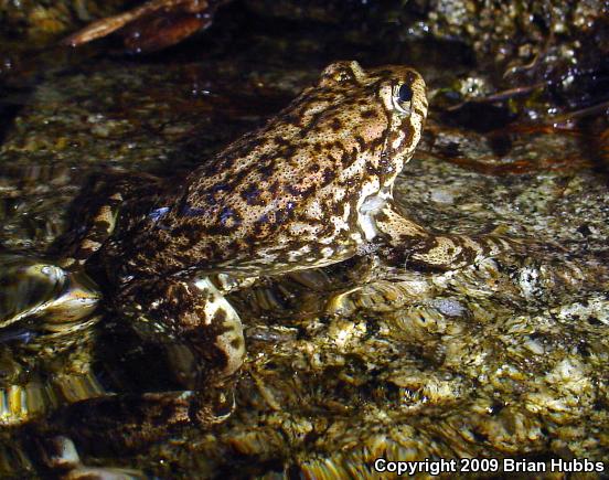 Southern Mountain Yellow-legged Frog (Rana muscosa)