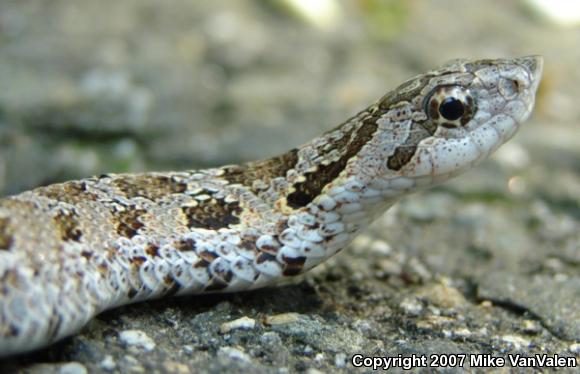 Eastern Hog-nosed Snake (Heterodon platirhinos)