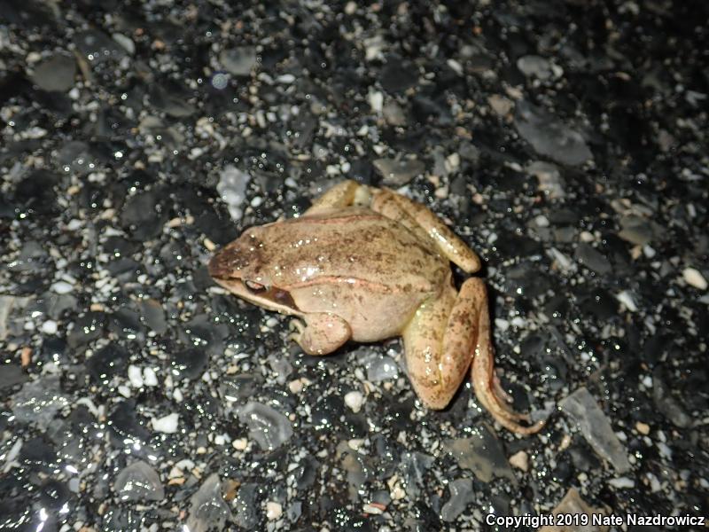 Wood Frog (Lithobates sylvaticus)