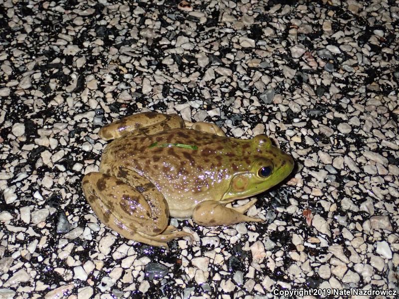 American Bullfrog (Lithobates catesbeianus)