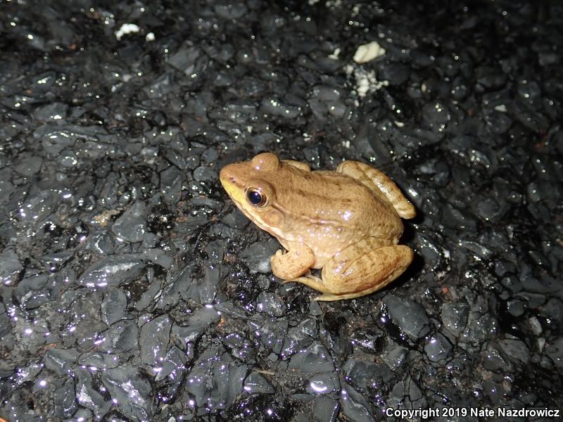 Green Frog (Lithobates clamitans)