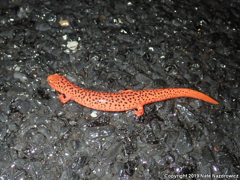 Northern Red Salamander (Pseudotriton ruber ruber)