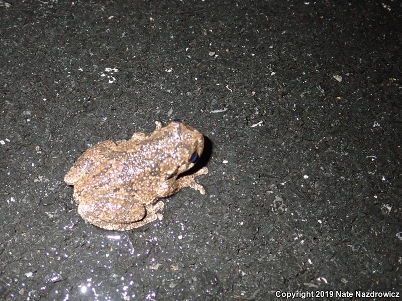 Gray Treefrog (Hyla versicolor)