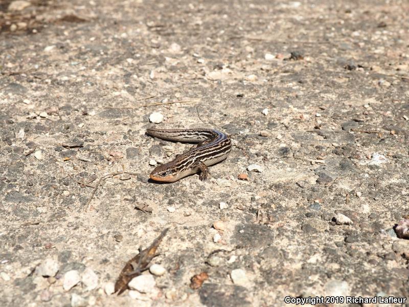 Northern Prairie Skink (Plestiodon septentrionalis)