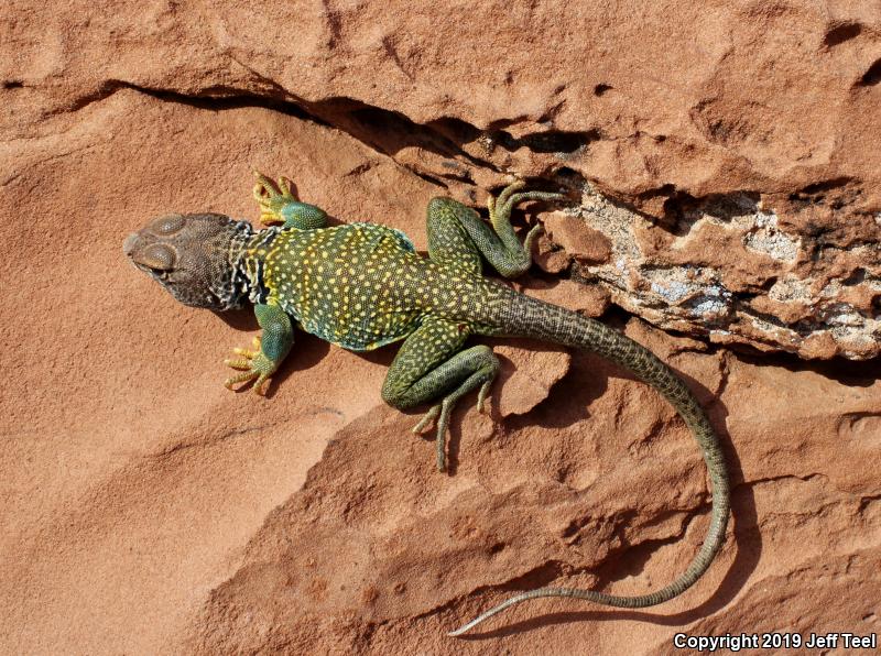 Eastern Collared Lizard (Crotaphytus collaris)