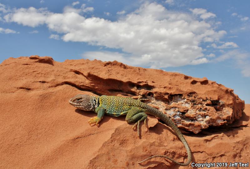 Eastern Collared Lizard (Crotaphytus collaris)