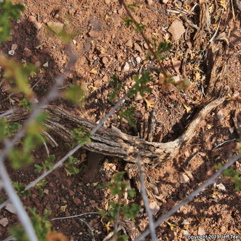 Plateau Side-blotched Lizard (Uta stansburiana uniformis)