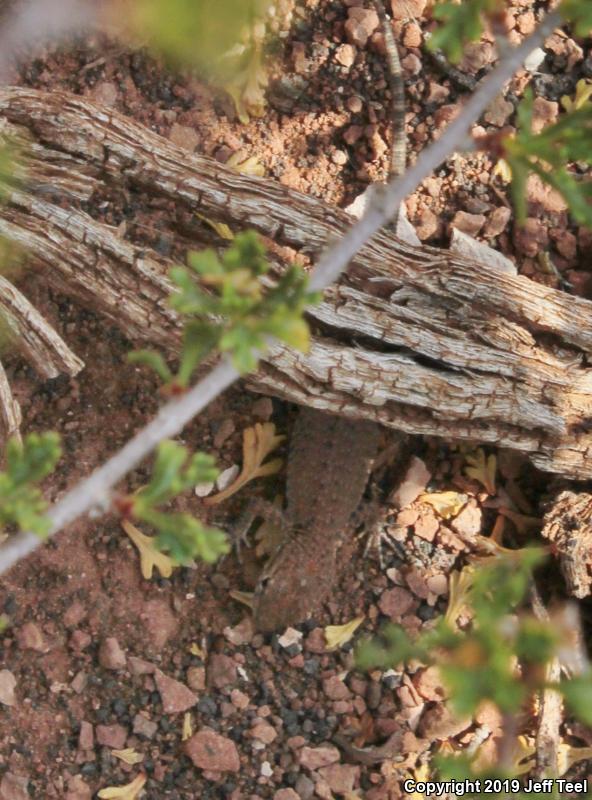 Plateau Side-blotched Lizard (Uta stansburiana uniformis)