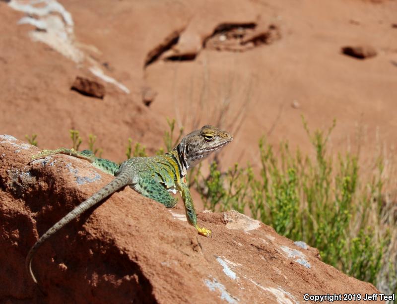 Eastern Collared Lizard (Crotaphytus collaris)