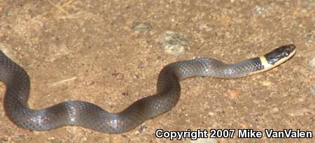 Northern Ring-necked Snake (Diadophis punctatus edwardsii)