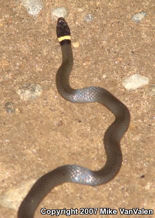 Northern Ring-necked Snake (Diadophis punctatus edwardsii)