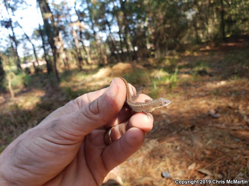 Northern Green Anole (Anolis carolinensis carolinensis)