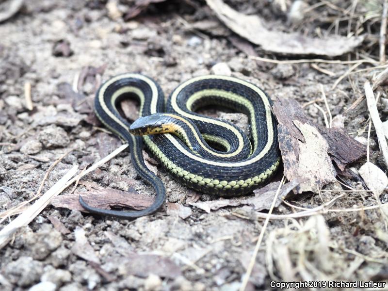 Butler's Gartersnake (Thamnophis butleri)