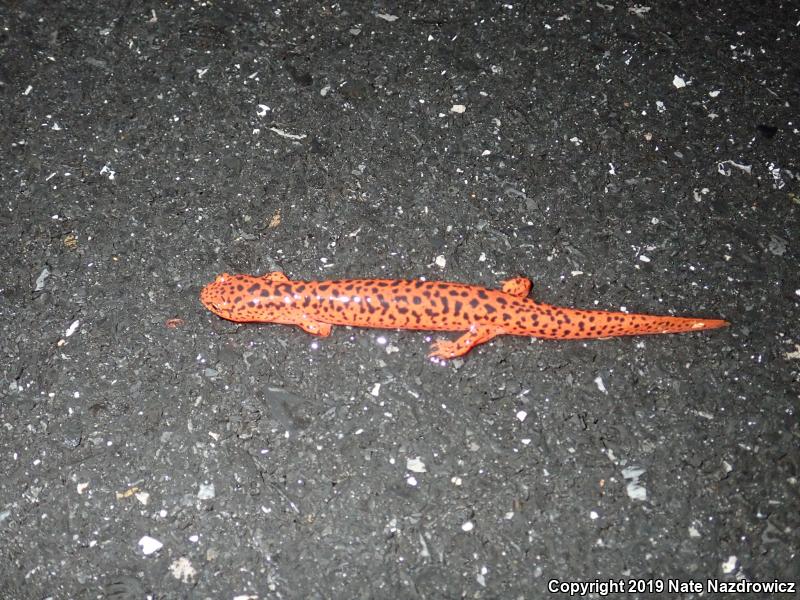 Northern Red Salamander (Pseudotriton ruber ruber)