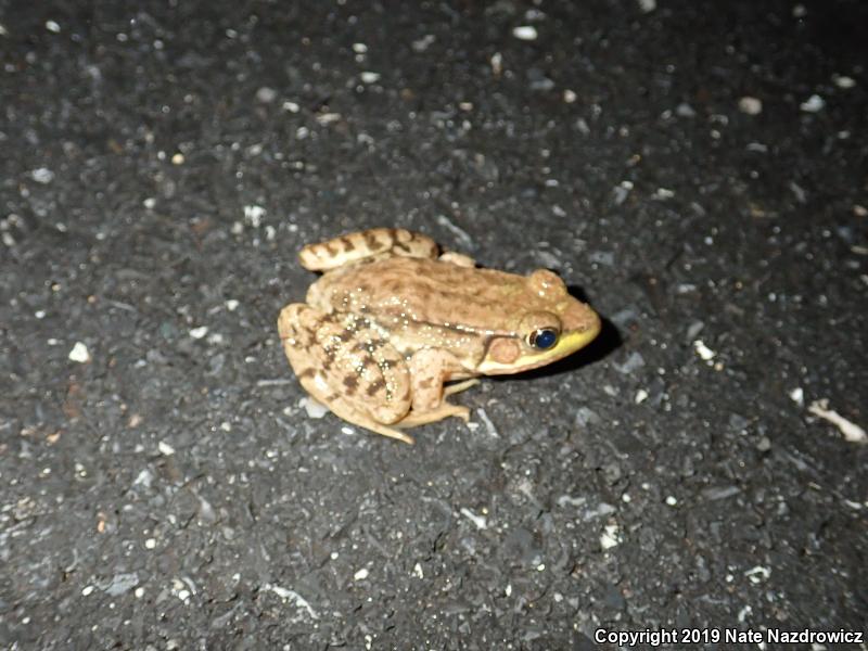 Green Frog (Lithobates clamitans)