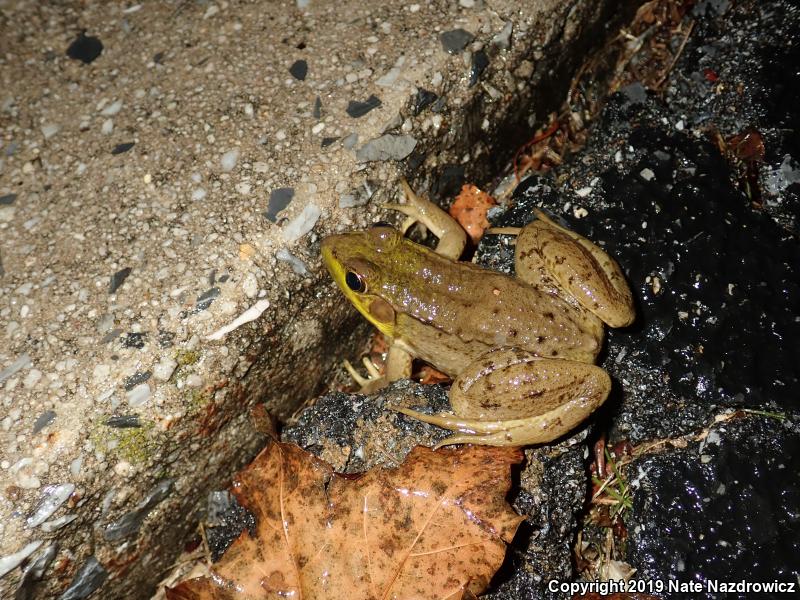 Green Frog (Lithobates clamitans)