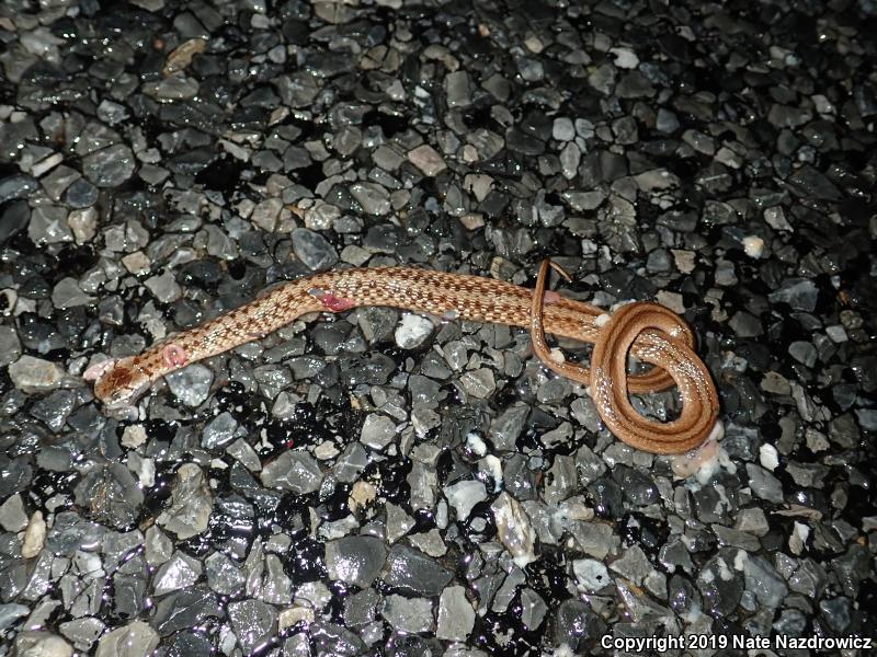 Northern Brownsnake (Storeria dekayi dekayi)