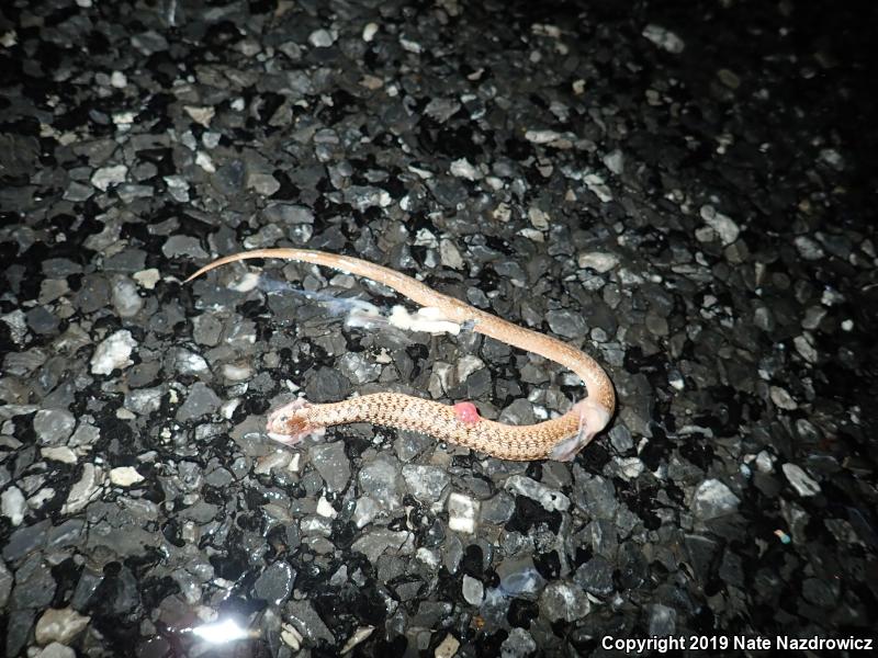 Northern Brownsnake (Storeria dekayi dekayi)