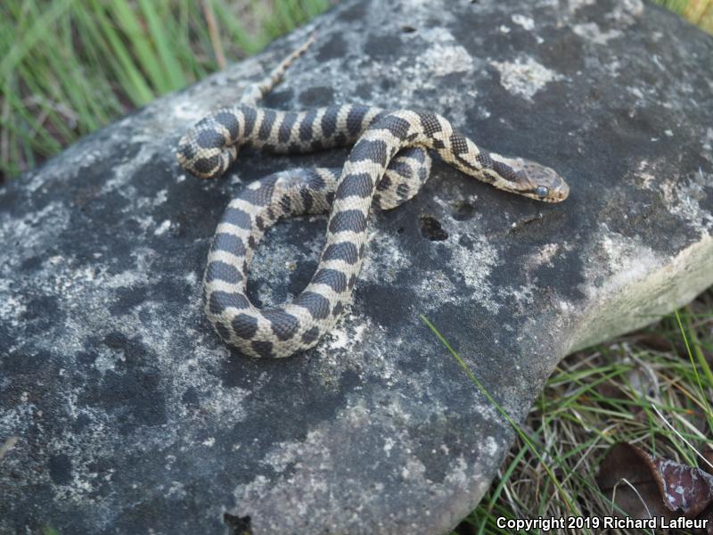 Eastern Foxsnake (Pantherophis gloydi)