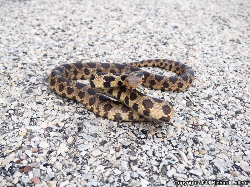 Eastern Foxsnake (Pantherophis gloydi)