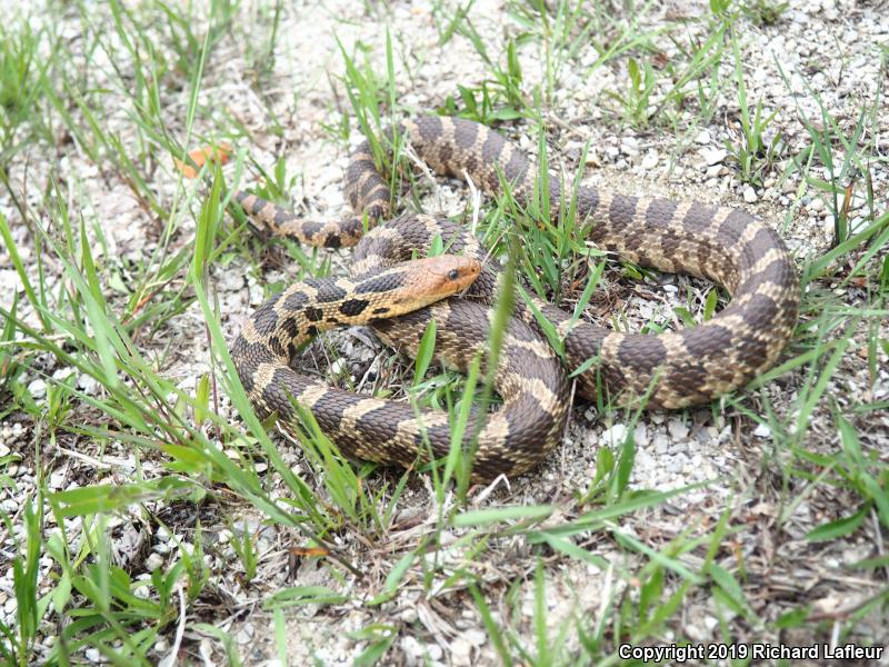 Eastern Foxsnake (Pantherophis gloydi)