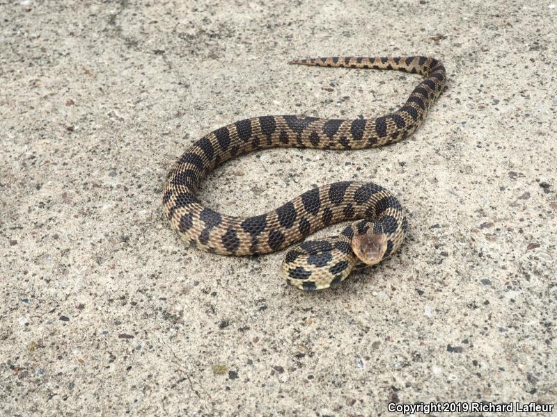 Eastern Foxsnake (Pantherophis gloydi)