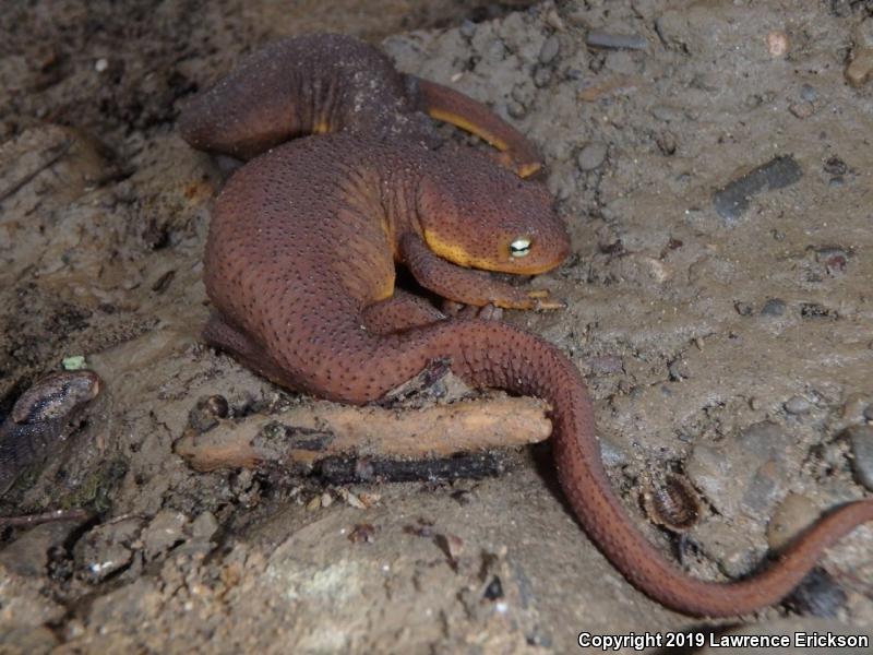 Rough-skinned Newt (Taricha granulosa)