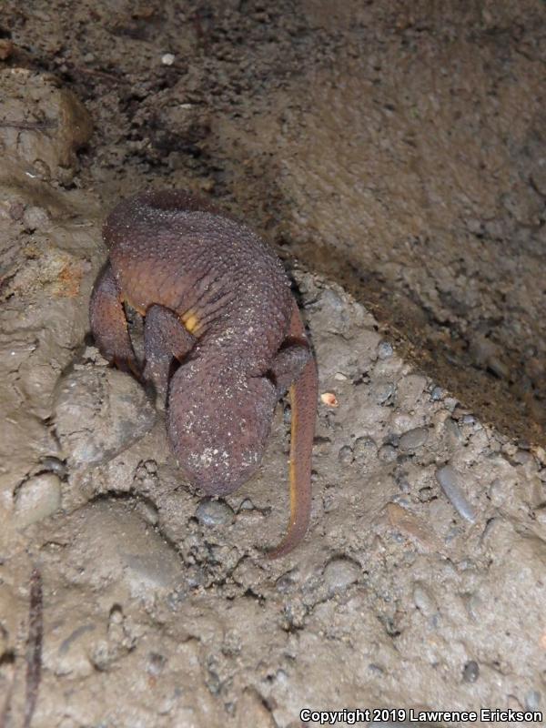 Rough-skinned Newt (Taricha granulosa)