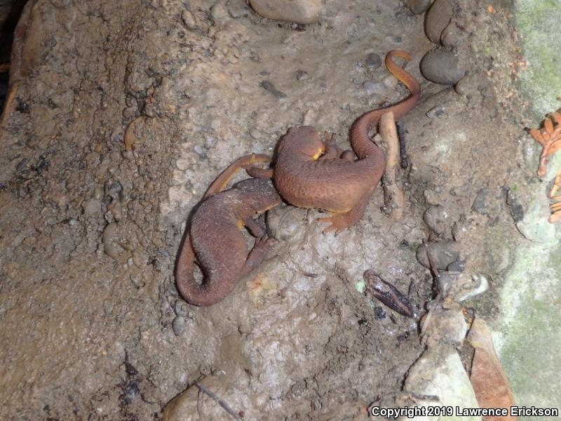 Rough-skinned Newt (Taricha granulosa)