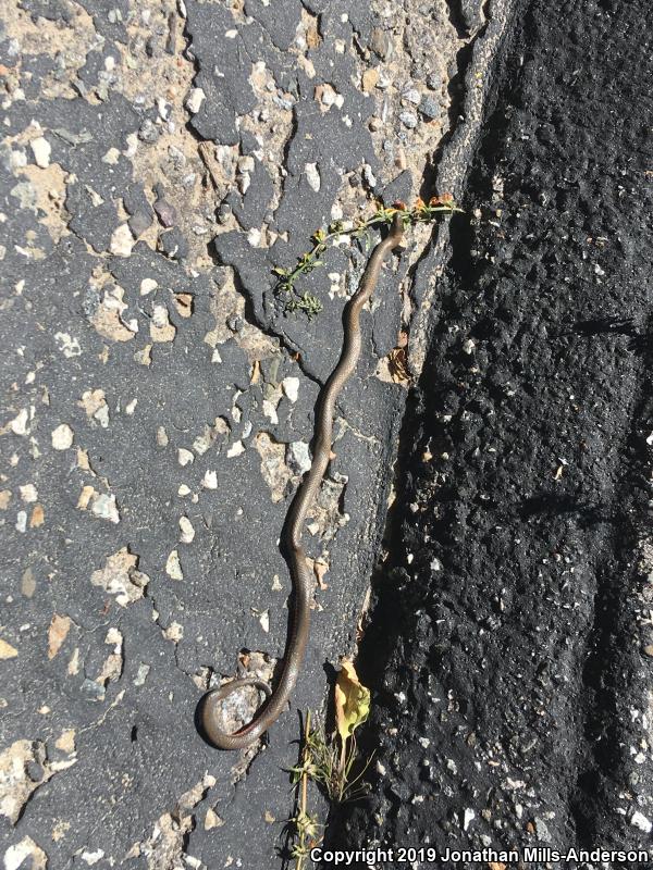 San Bernardino Ring-necked Snake (Diadophis punctatus modestus)