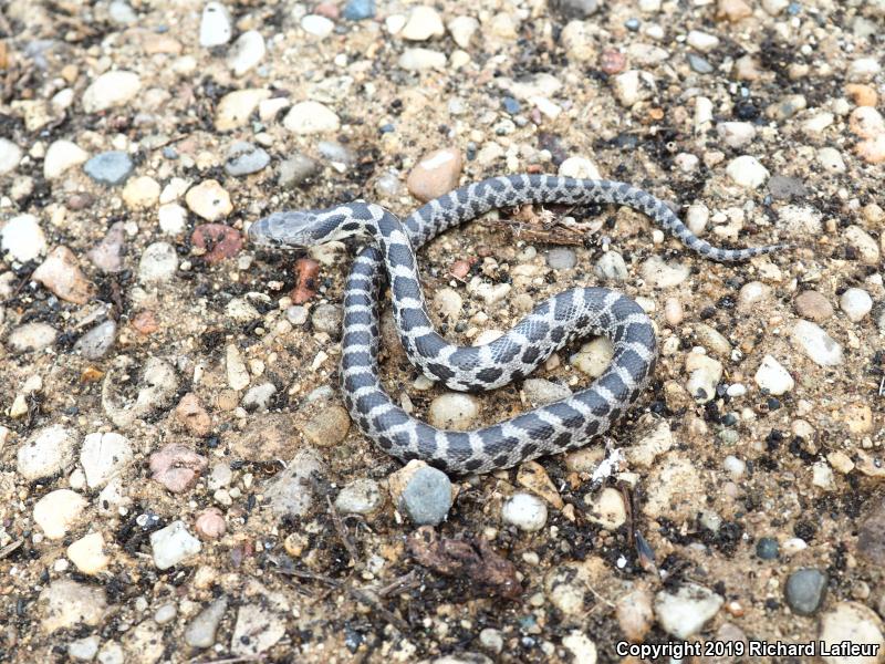 Eastern Foxsnake (Pantherophis gloydi)