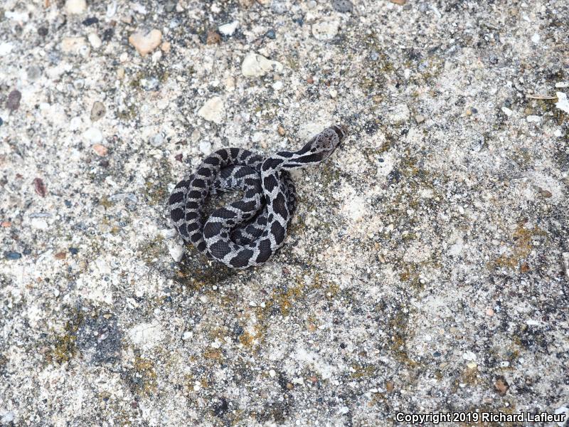 Eastern Foxsnake (Pantherophis gloydi)