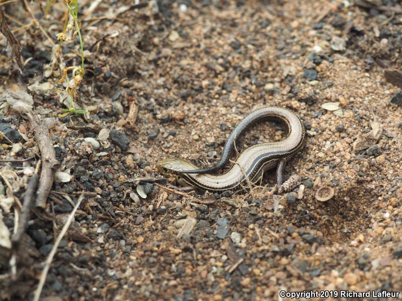 Northern Prairie Skink (Plestiodon septentrionalis)