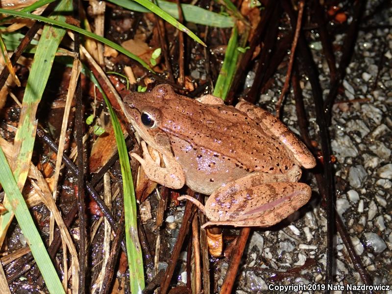 Wood Frog (Lithobates sylvaticus)