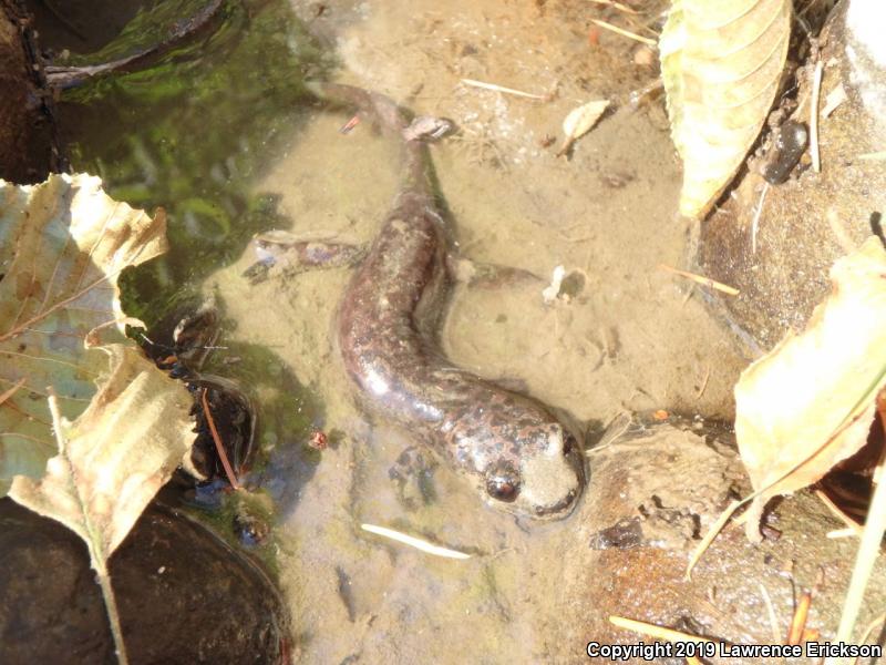 California Giant Salamander (Dicamptodon ensatus)