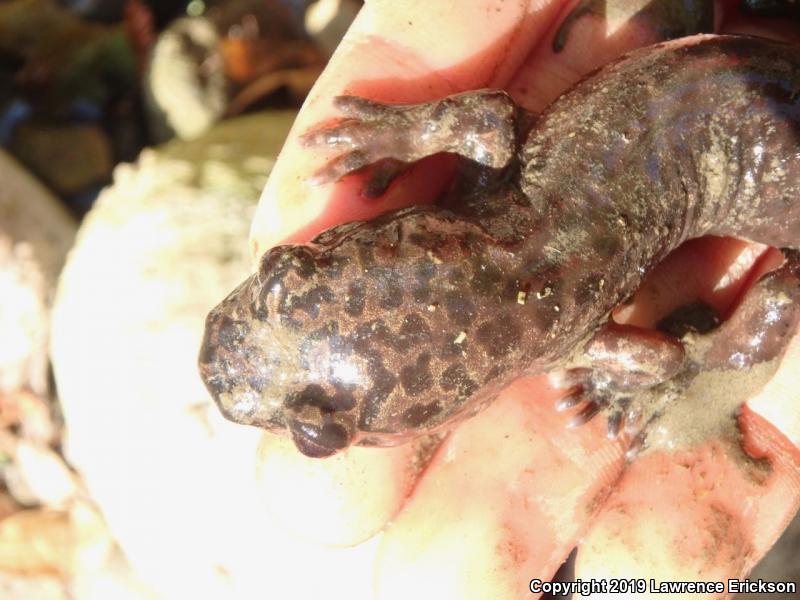 California Giant Salamander (Dicamptodon ensatus)