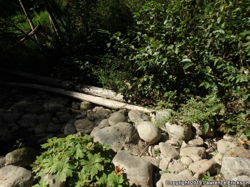 California Giant Salamander (Dicamptodon ensatus)