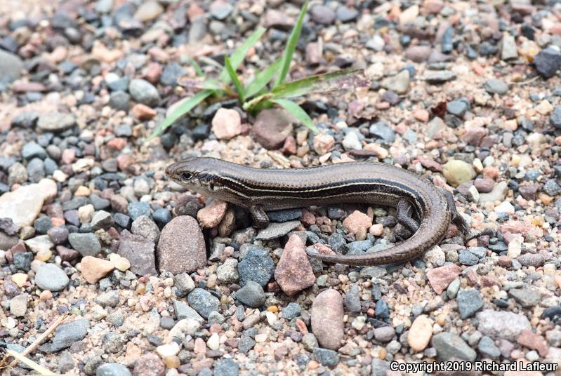 Northern Prairie Skink (Plestiodon septentrionalis)