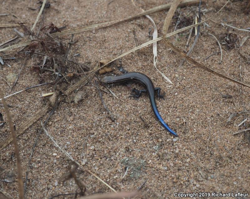 Northern Prairie Skink (Plestiodon septentrionalis)