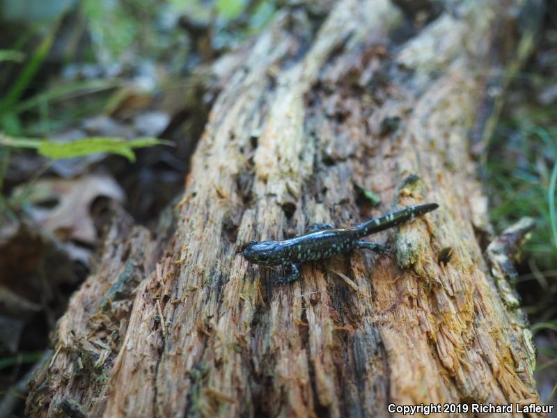 Blue-spotted Salamander (Ambystoma laterale)