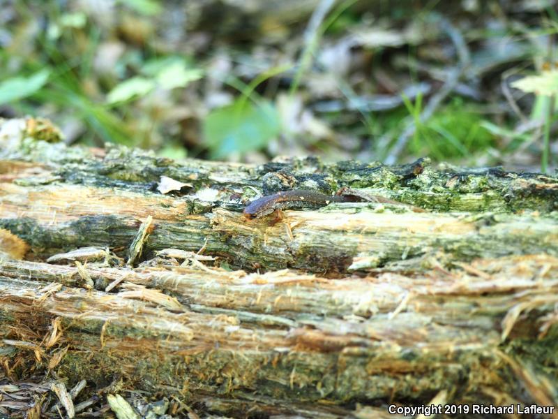 Four-toed Salamander (Hemidactylium scutatum)