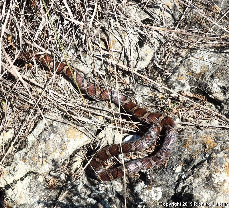 Milksnake (Lampropeltis triangulum)