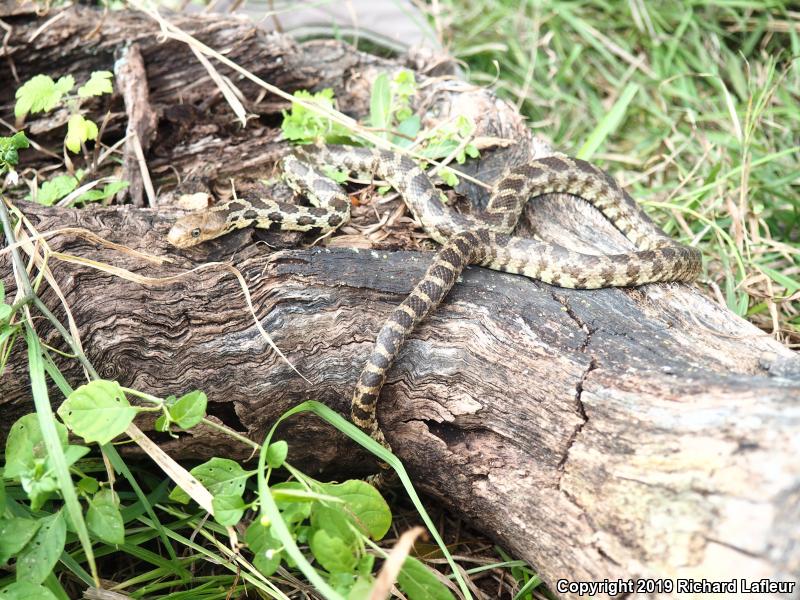 Eastern Foxsnake (Pantherophis gloydi)